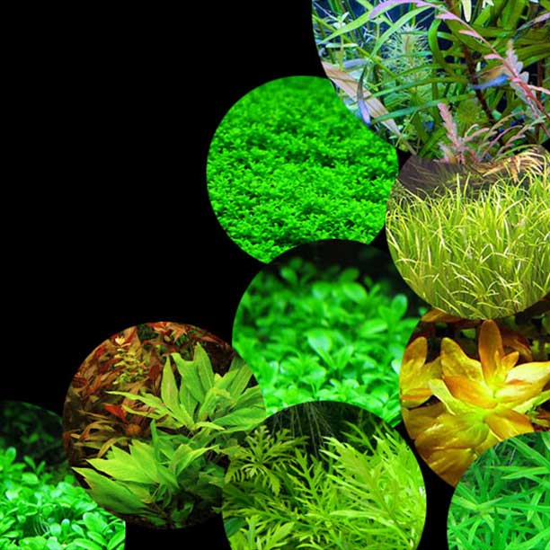 AquaZones - Online Super Store for Aquarium Products in INDIA home banner bottom right count down 1 - AquaZones - Online Super Store for Aquarium Products in INDIA