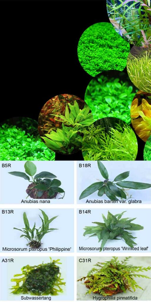 Aquarium Accessories, Filter, CO2 Kits, Soil, Substrates, Fish Food, Fertilizers, LED Lights Aquarium Accessories, Filter, CO2 Kits, Soil, Substrates, Fish Food, Fertilizers, LED Lights