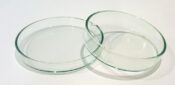 Shrimp Feeding Dish (Glass)