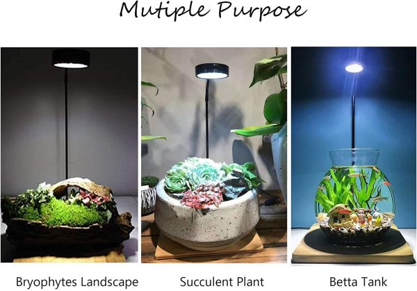 WRGB LED with Wooden Base - Terrarium and Planted Tank