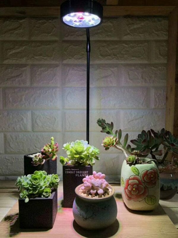 WRGB LED with Wooden Base - Terrarium