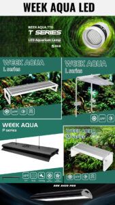 WEEK Aqua LED in India