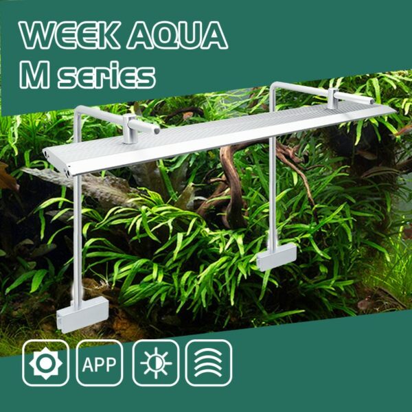 WEEK AQUA M Pro Series Double Bracket