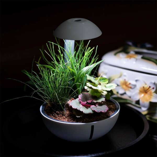 Chihiros Tiny Terrarium Egg use