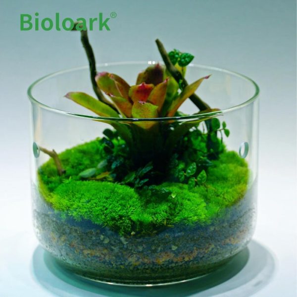 bioloark dew glass cup micro terrarium my series 6368f49e18b16