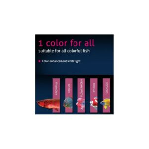 Tica Colorup2