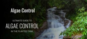 Algae Control in Planted Tanks