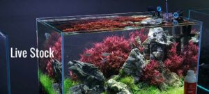 Live Stock for Planted Aquarium