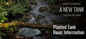 Planted Tank - Basic Information