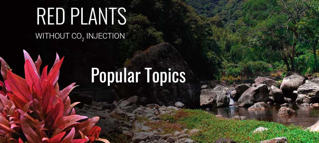 Popular Topics in Planted Aquarium
