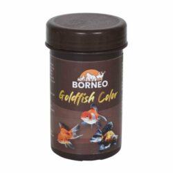 Borneo Goldfish Color