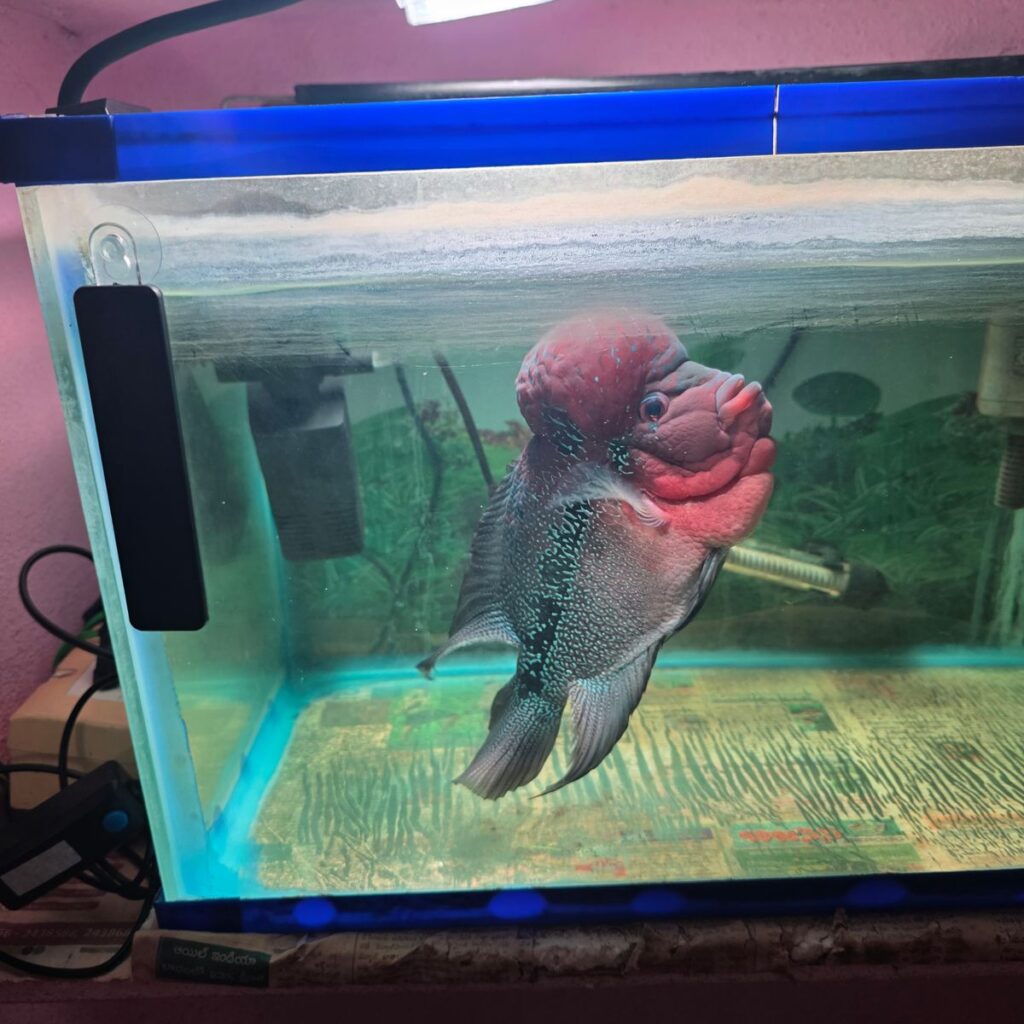Neo Helios Flat Nano S3 LED Light 11 Image #2 from Kommana Nageswara Rao