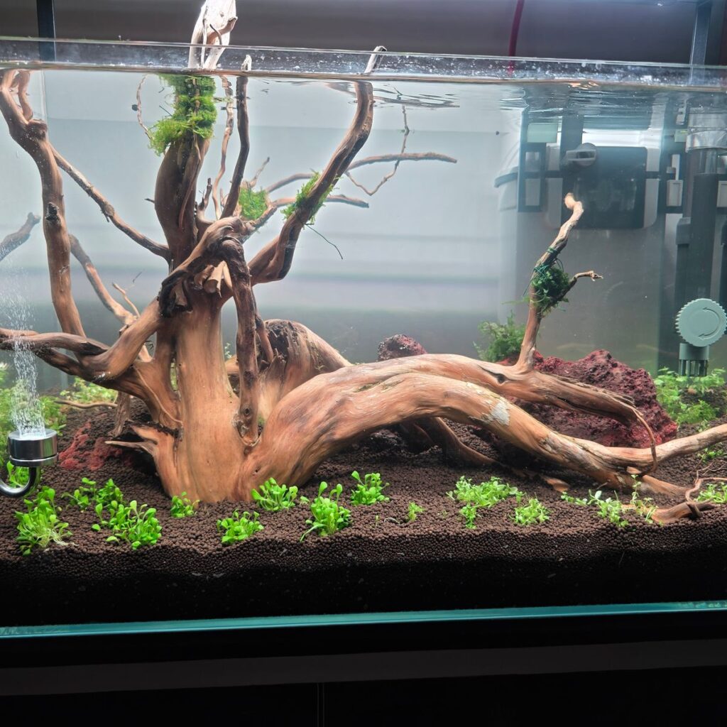 Image #1 from Ashutosh