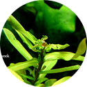 Aquario Neo Solution | Liquid Fertilizers 22 Lack of Ca