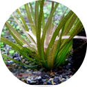 Aquario Neo Solution | Liquid Fertilizers 19 Lack of Fe