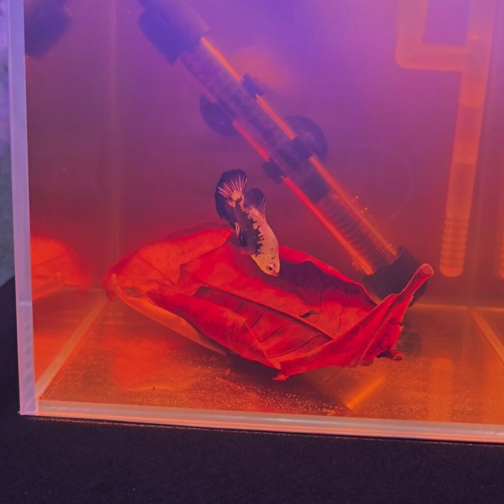 Image #1 from Tamajit Bose