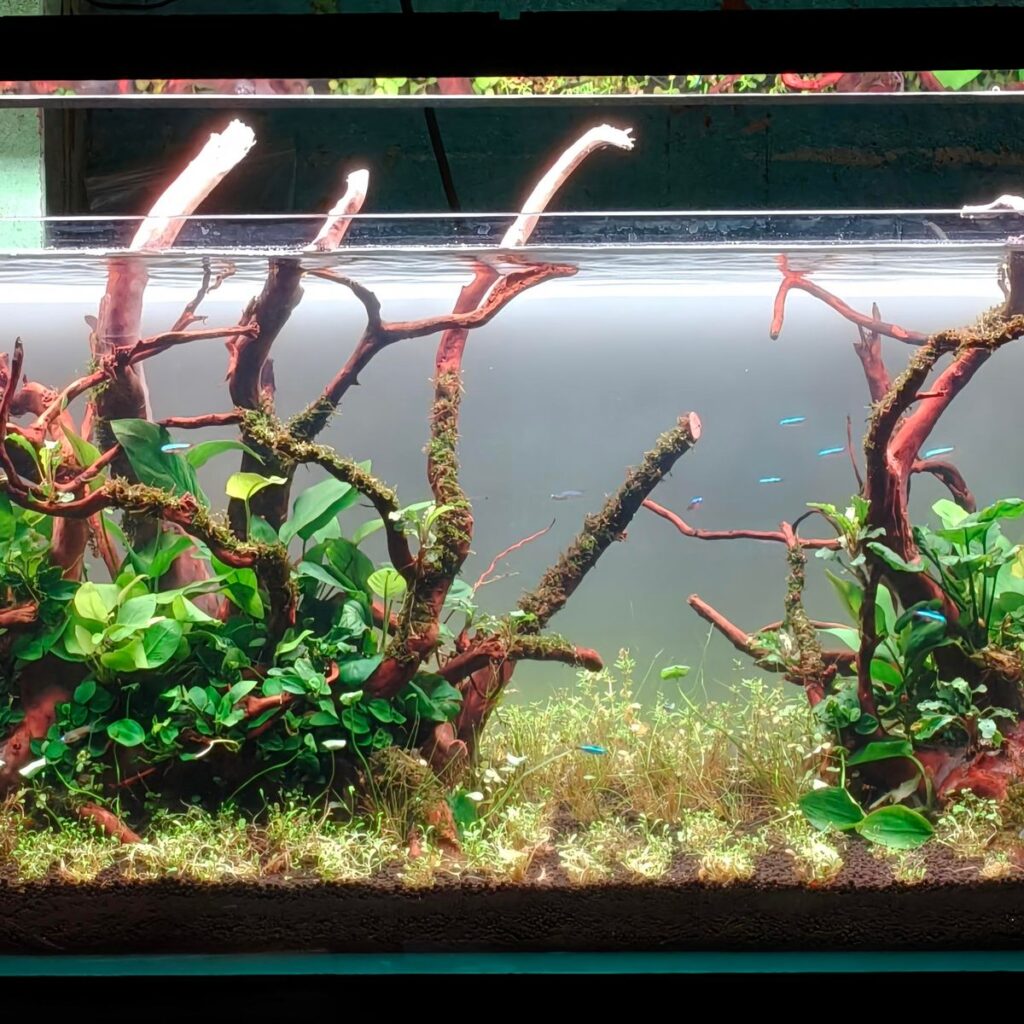 Image #1 from Dibyendu Saha